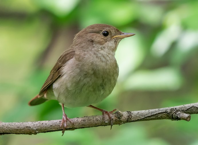The Thrush Nightingale (Luscinia Luscinia)