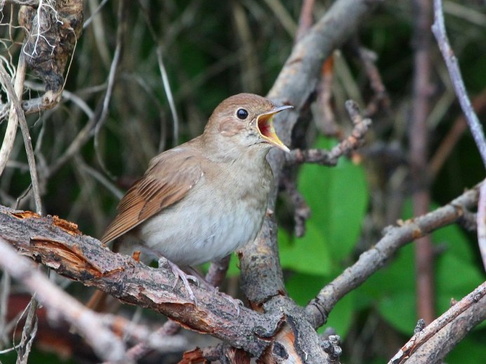Соловей (Luscinia Luscinia)