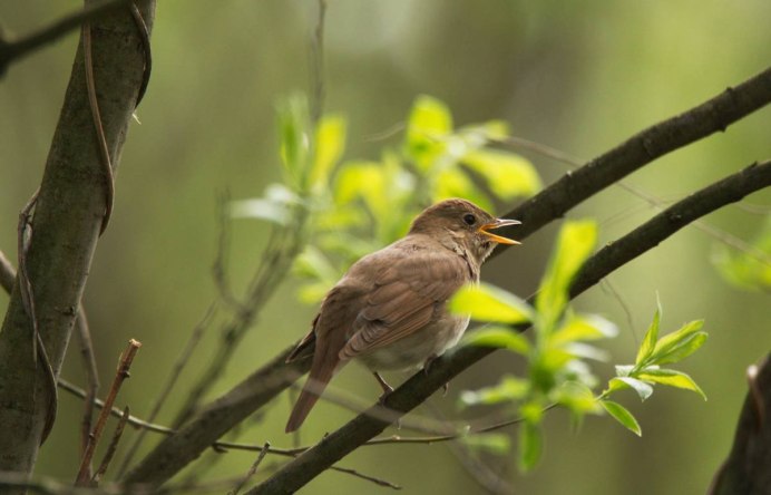 Luscinia Luscinia
