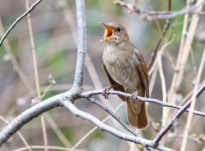 Luscinia Luscinia