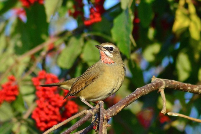 Соловей-красношейка Luscinia Calliope