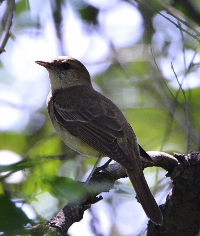 Соловей (Luscinia Luscinia)