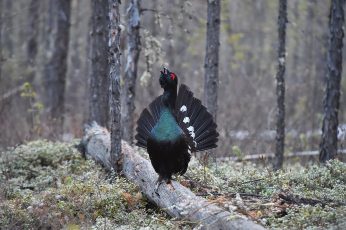 Глухарь - Capercaillie