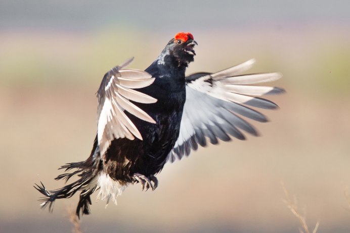 Глухарь - Capercaillie