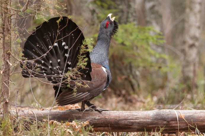 Глухарь - Capercaillie