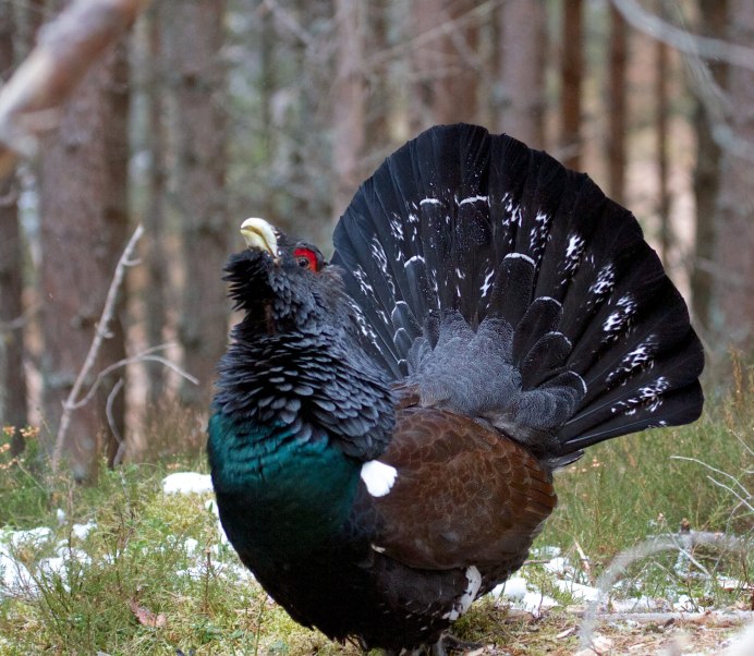 Western Capercaillie