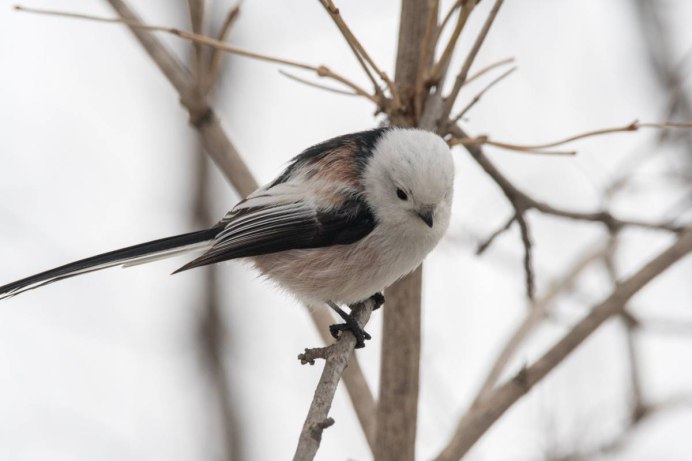 Белая синица длиннохвостая