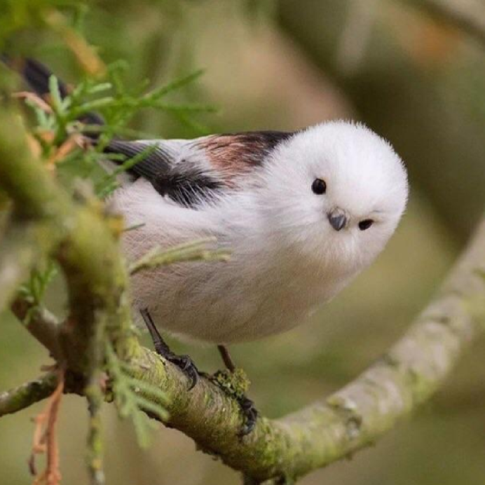 Сорока белобока птица