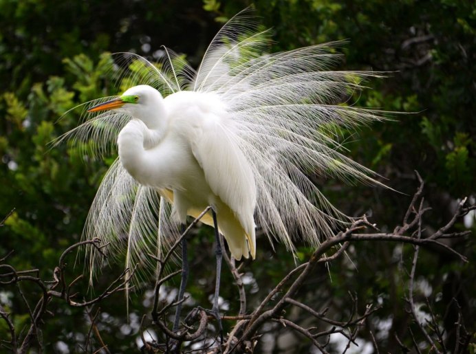 Длиннохвостая синица