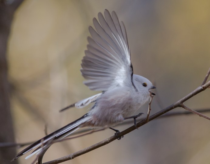 Синица длиннохвостая Московка