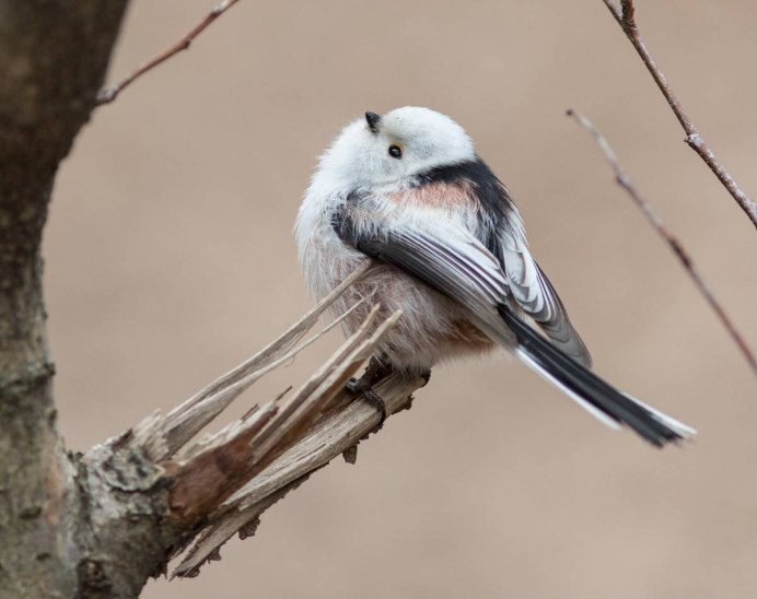 Синица ополовник