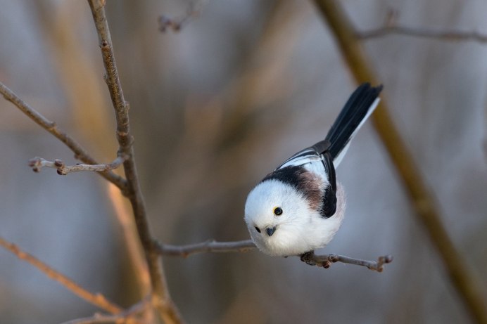Длинннохвостая синичка