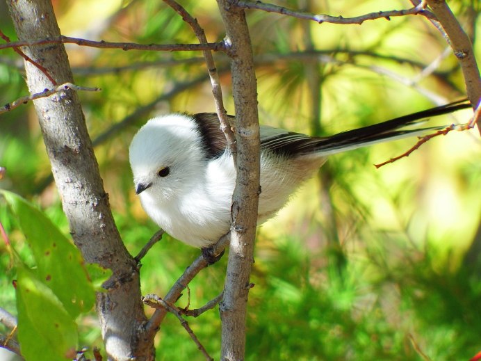 Синица ополовник