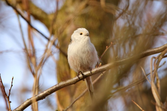 Диннохвостая стнийа лполовник
