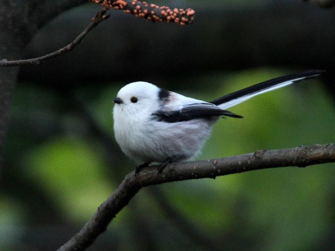 Длиннохвостая синица