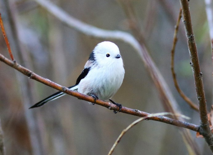 Птица синица длиннохвостая
