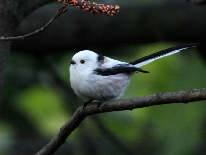 Диннохвостая стнийа лполовник