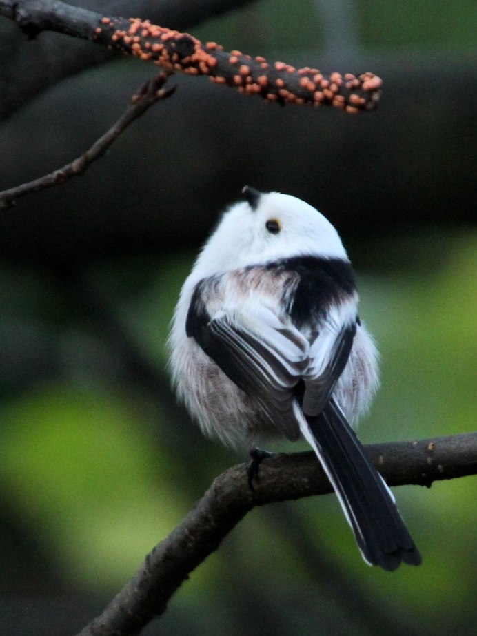 Длиннохвостая синица