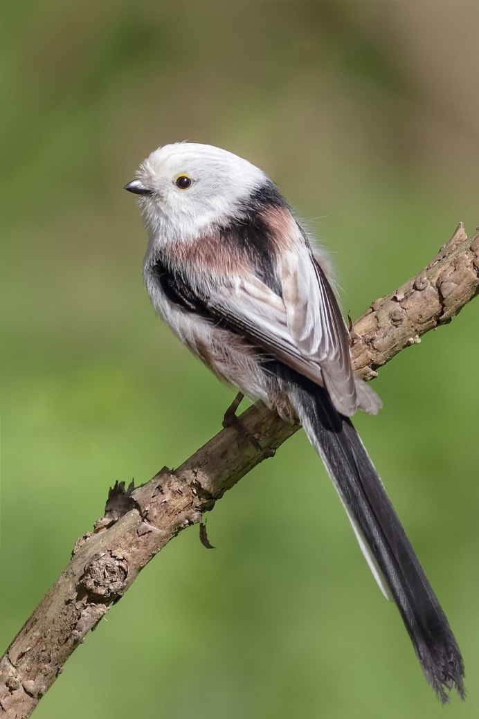 Длиннохвостый Королевский тиранн