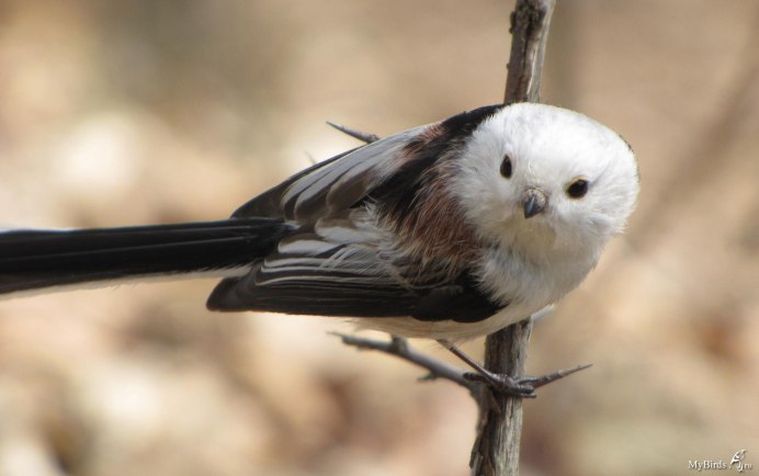 Птичка с белой головой