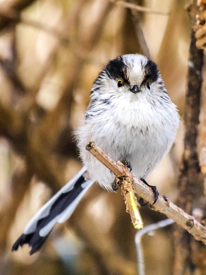 Сойка серая