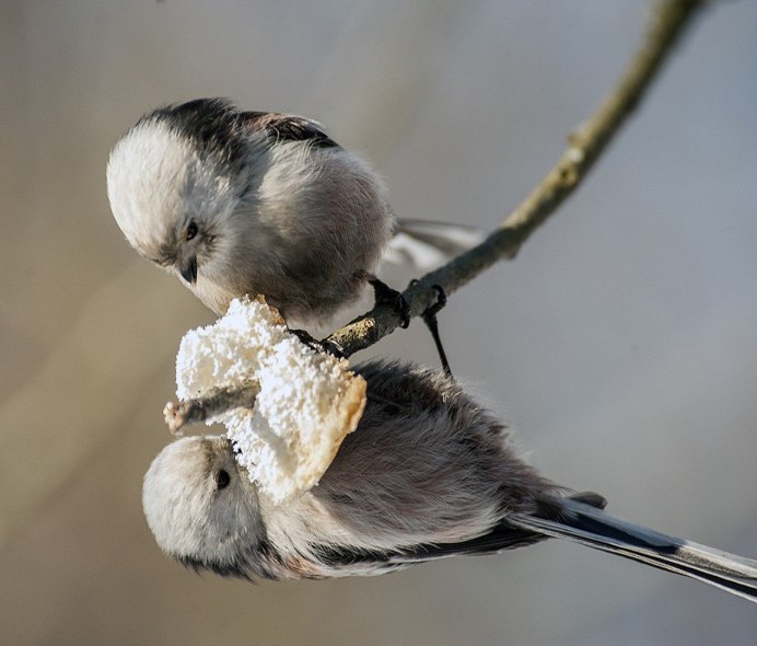 Длиннохвостая синица
