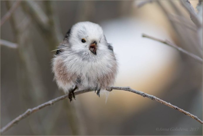 Прибрежные птицы белая