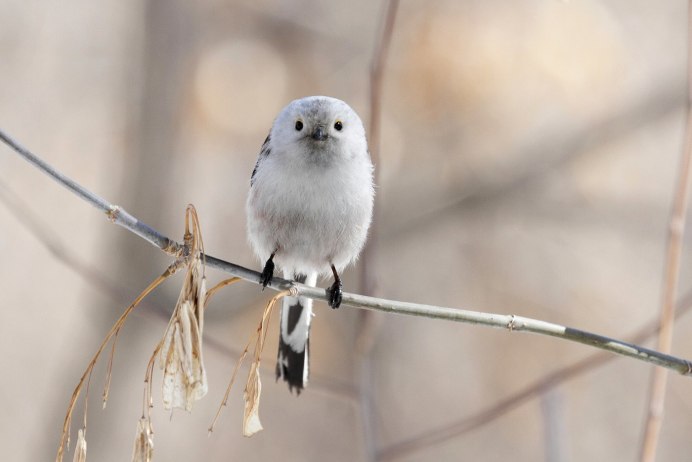 Диннохвостая стнийа лполовник