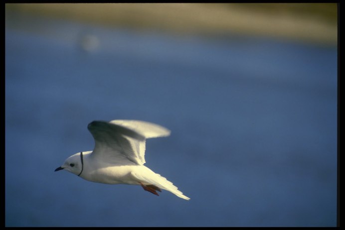 Птица с черным ободком на шее