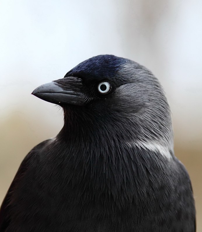 Галка – Corvus monedula l.