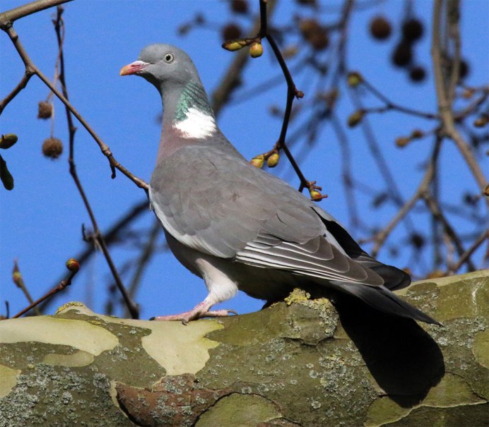 Streptopelia vinacea