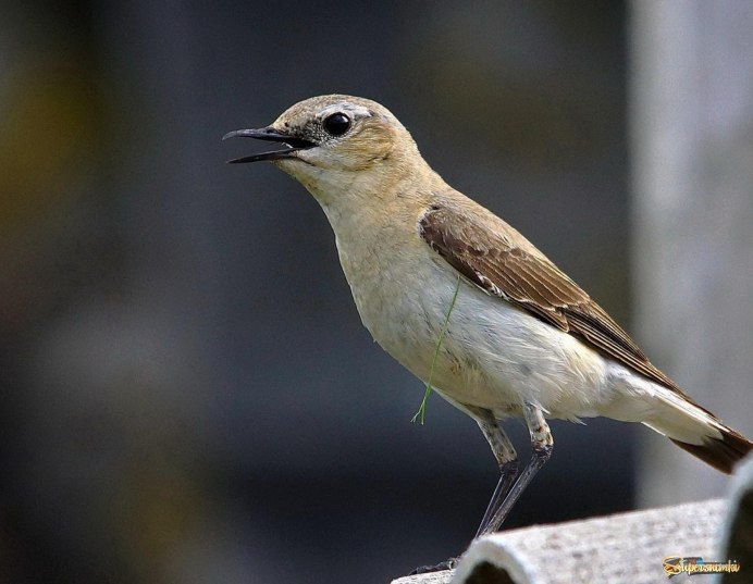Горлица с ободком на шее
