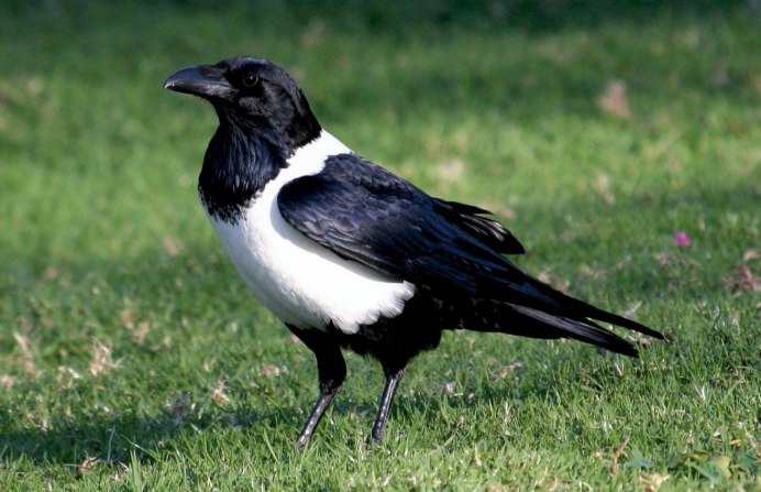 Белая Сойка