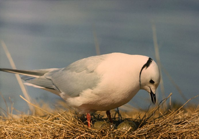 Люрик птица