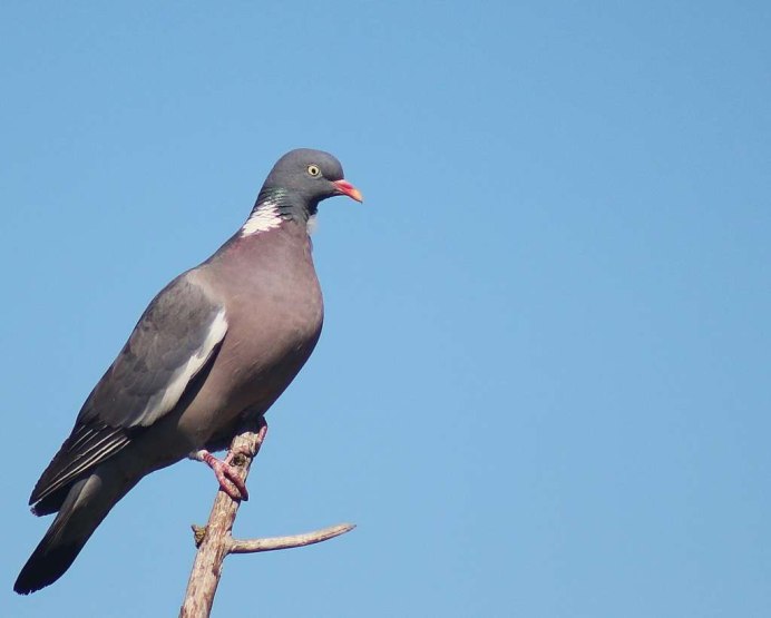 Хохлатая Пичуга