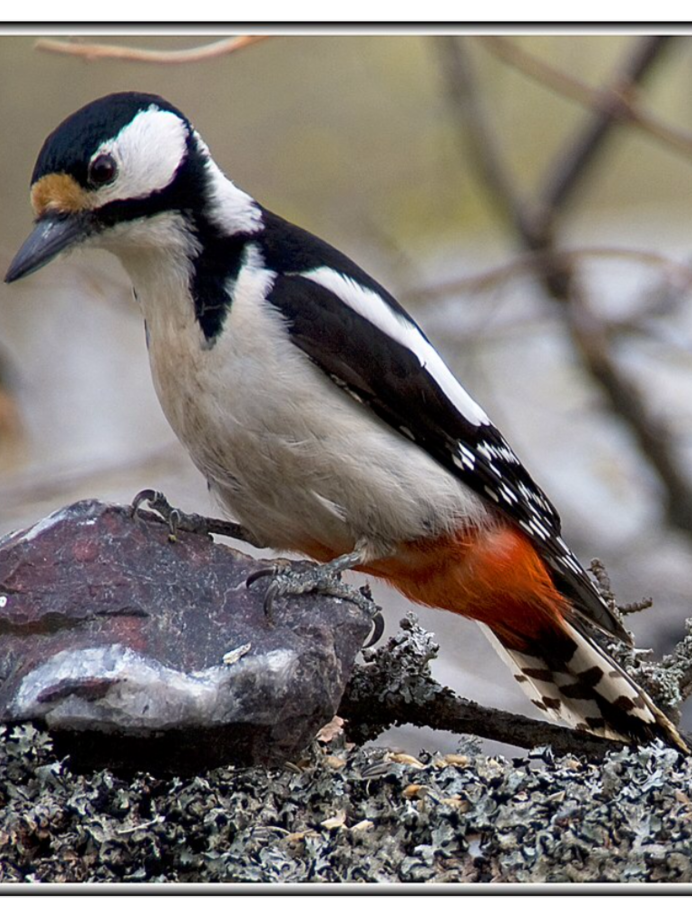 Пестрохвостая ворона-флейтист
