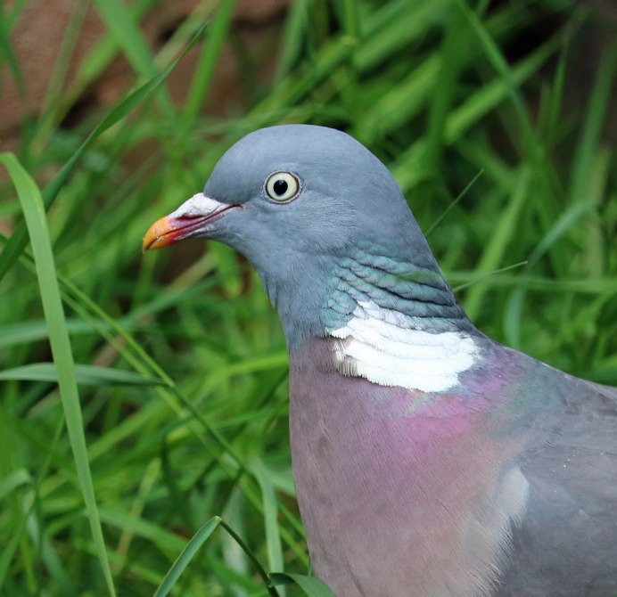 Чекан птица Сибирский черноголовый