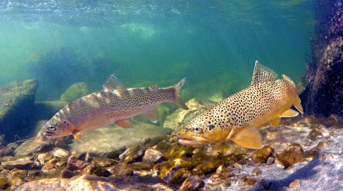 Pink Salmon горбуша - Oncorhynchus gorbuscha