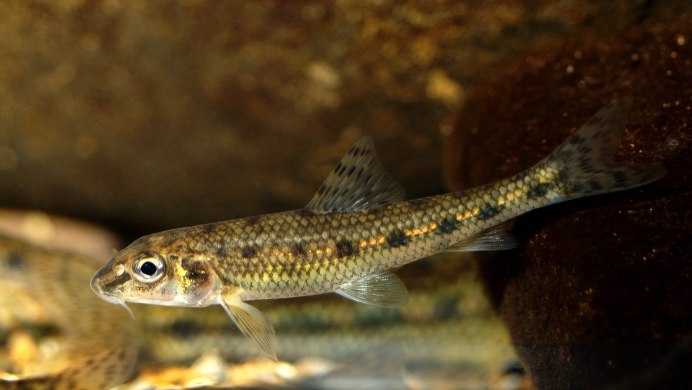 Salvelinus fontinalis