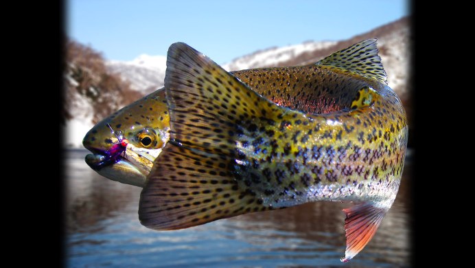 Esox reichertii — Амурская щука