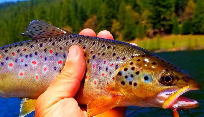 Yellowstone Cutthroat Trout