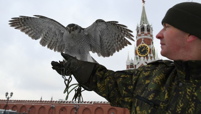 Ястреб канюк охота