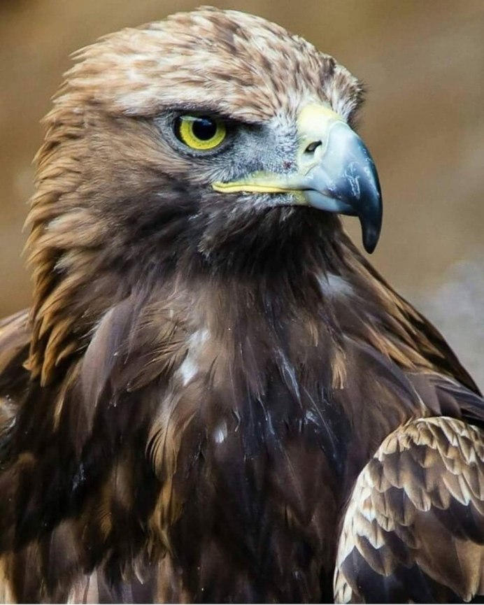 Тетеревятник (Accipiter gentilis)