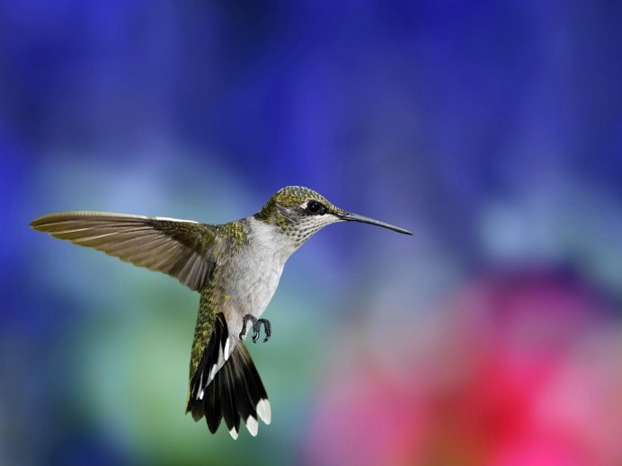 Колибри trochilidae