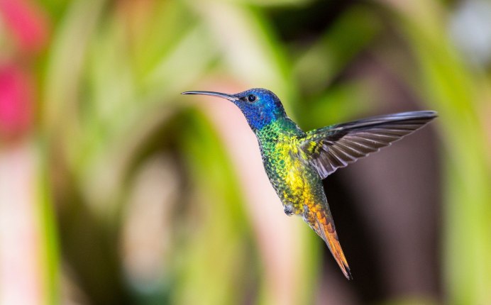 Колибри trochilidae