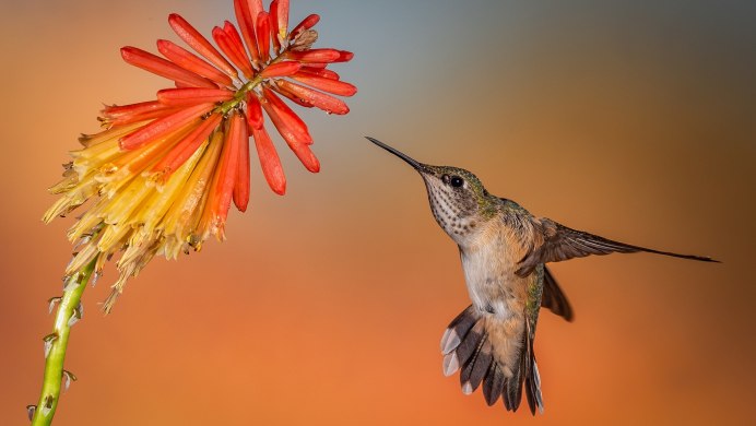 Колибри trochilidae