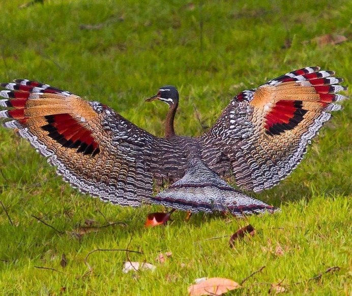 Солнечная цапля в Южной Америке