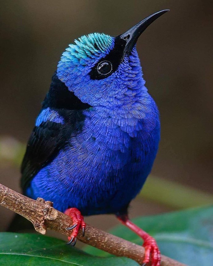 Cyanerpes caeruleus