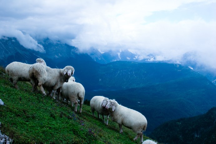 Овцеводство Италия Тоскана