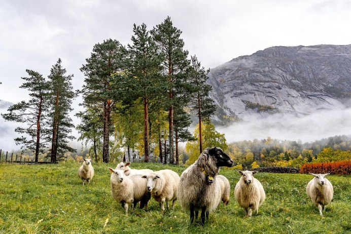 Альпийские Луга Швейцария бараны